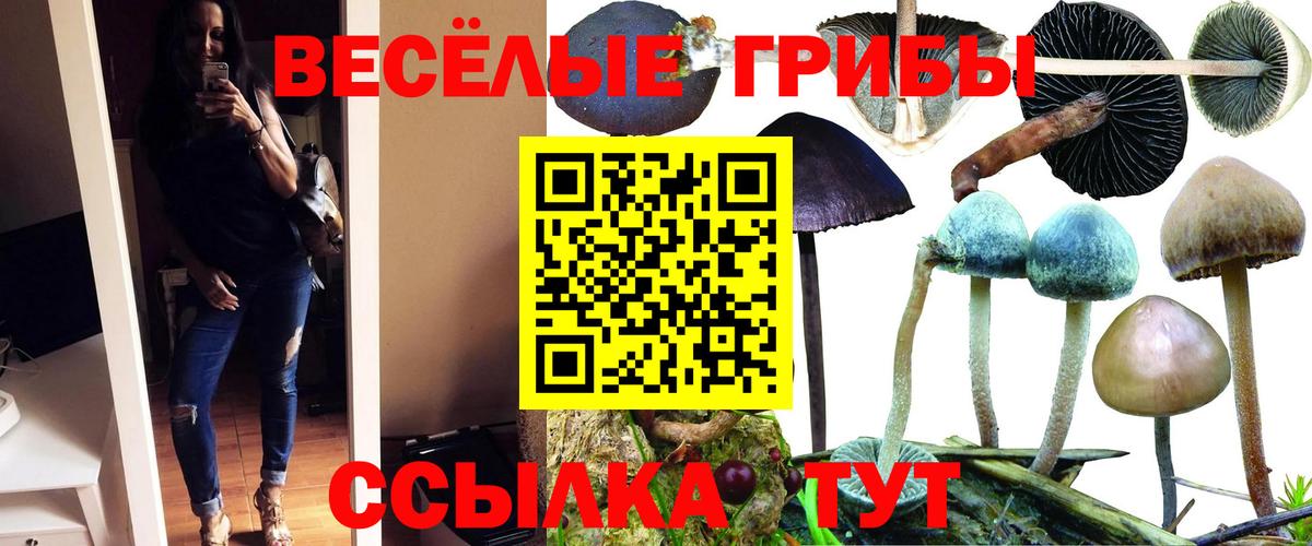 Псилоцибиновые грибы GOLDEN TEACHER Осинники
